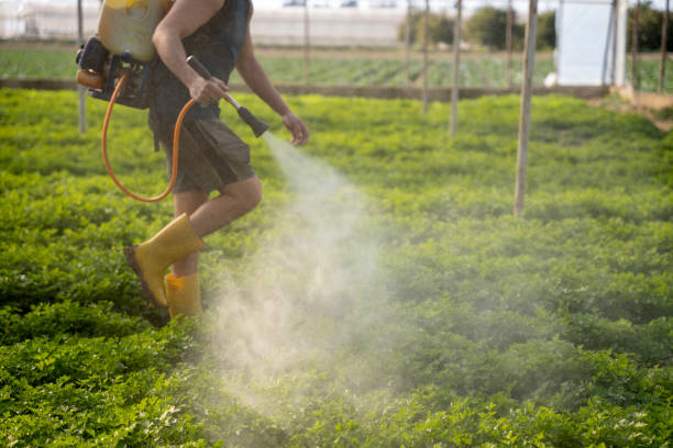 Best Ant Control Services  in East Port Orchard, WA
