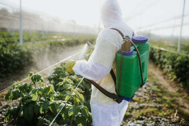 Best Wasp Removal Services  in East Port Orchard, WA